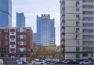 黄雪李落叶果树苗直销